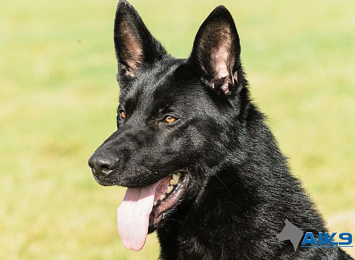 Trained-Dogs-For-Sale-Ben